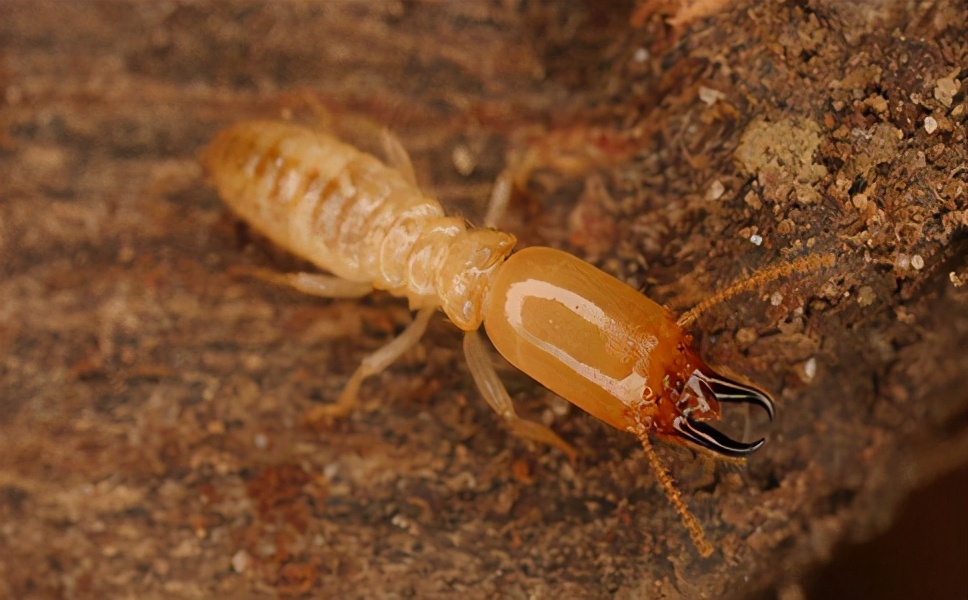 山甲牌白蚁药怎样灭白蚁的,家里出现白蚁怎么消灭白蚁最快