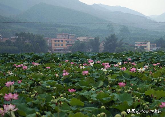 从夏至怎么算哪天入伏,夏至三庚入伏是指几天