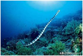 说起在“毒”这方面的造诣，海蛇说第二，没有谁敢说第一