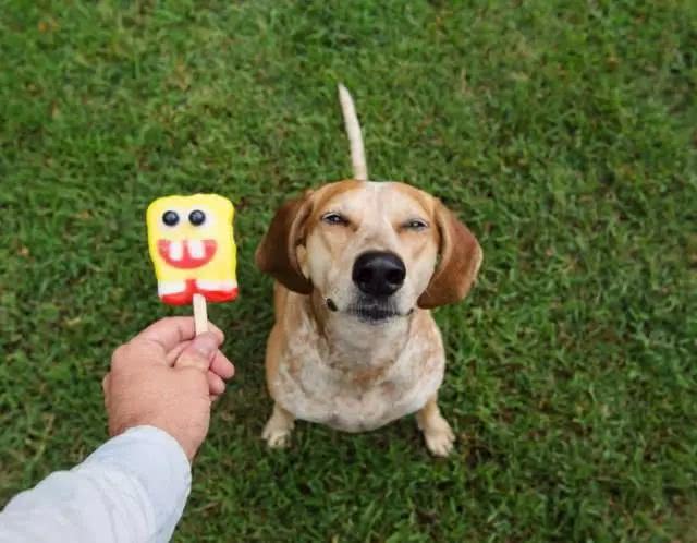 狗换毛季狗毛满天飞怎么办,狗毛换毛季梳毛全过程