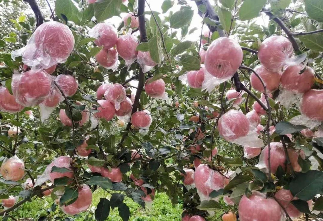 农村穷小子到一亩田榜一大哥，年入300万水果大王张福生的生意经