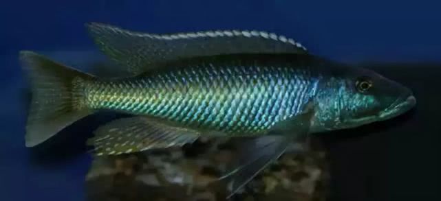 闈炴床鎱堥卜浠嬬粛,闈炴床鎱堥卜