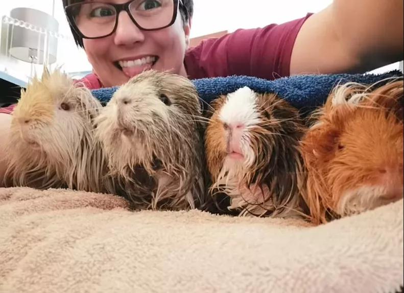 一群母豚鼠混入一只公豚鼠后：生几十只鼠崽，铲屎官年入几十万