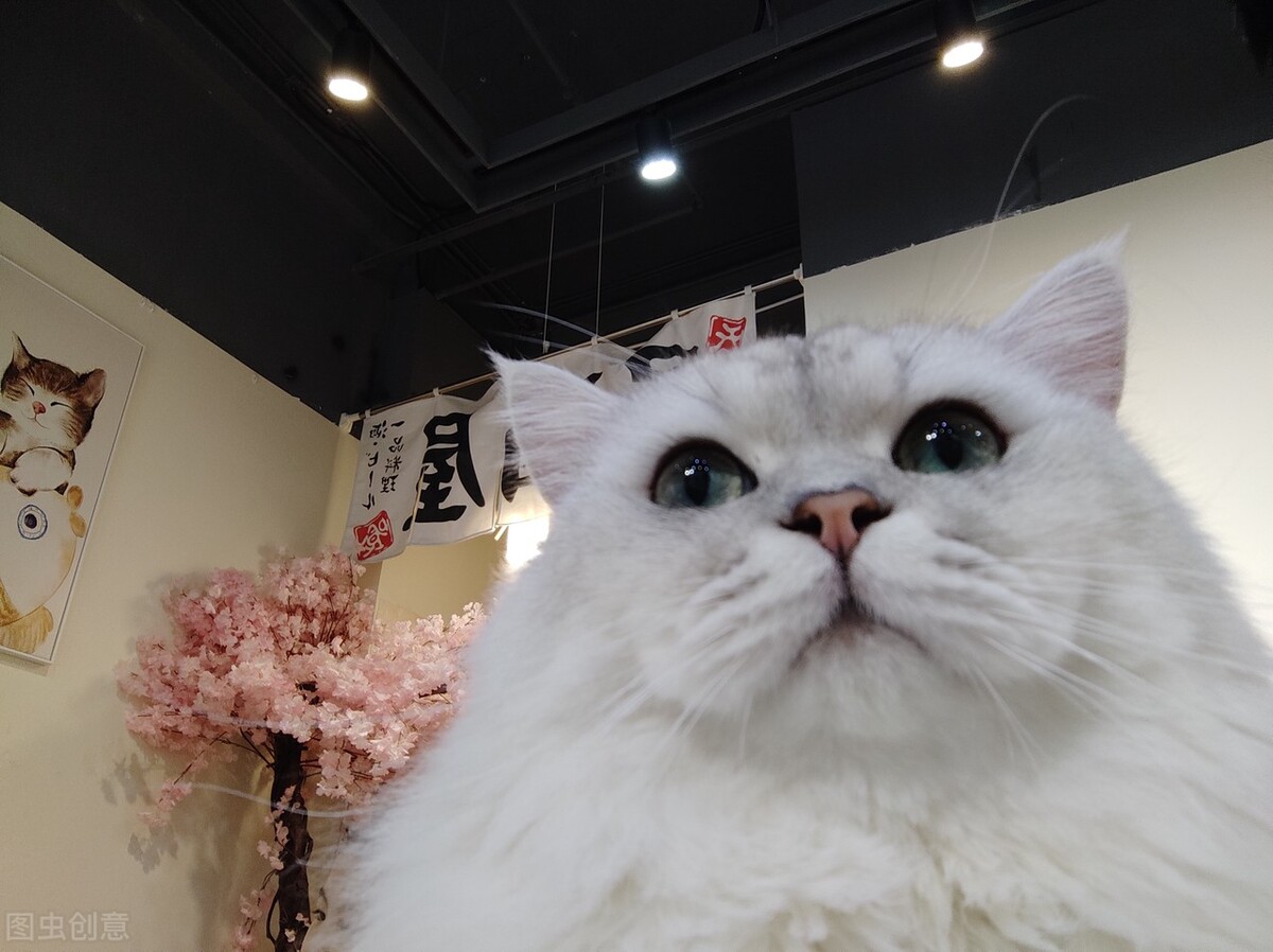 猫咪弓形虫用什么驱虫药,驱虫可以驱弓形虫吗