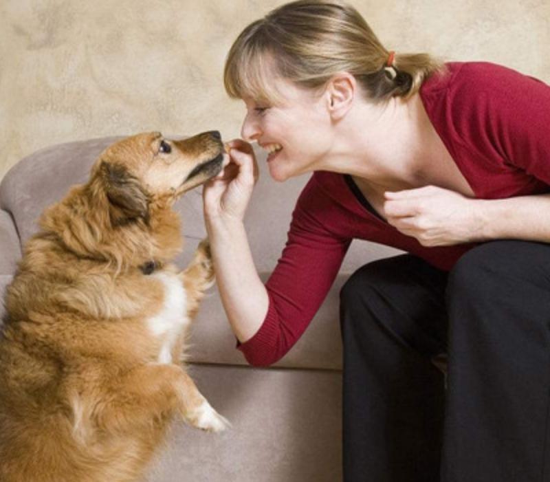 狗狗攻击自救的方法,狗狗老是攻击女主人