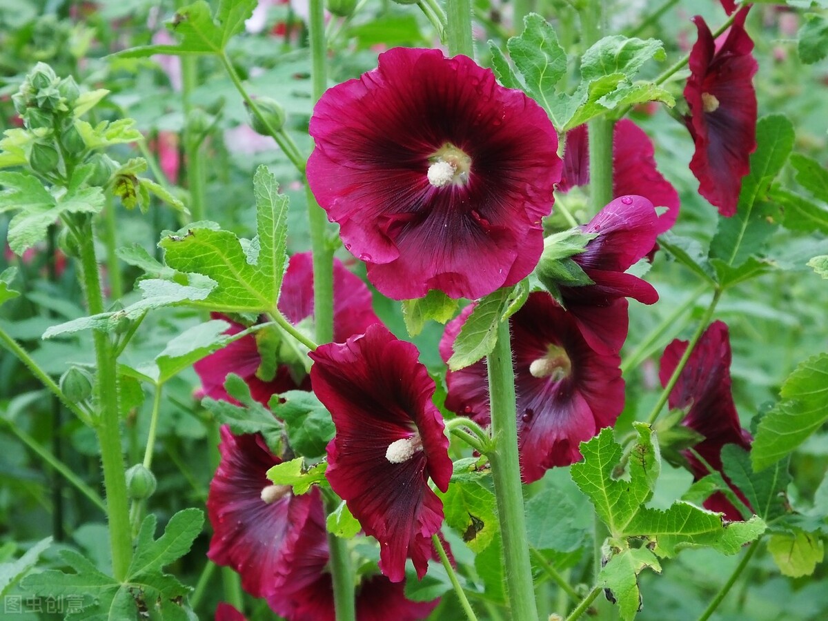 四川一种名花:花叶可食、全株入药,一开就是180天,又美又强大