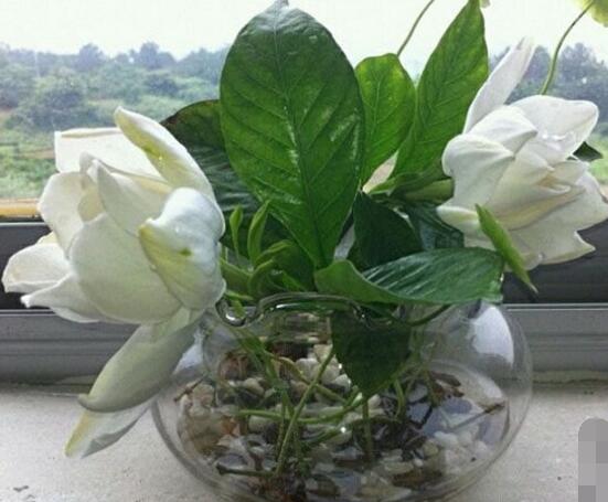 栀子花水培和土培哪种好养,栀子花修剪栀子花扦插水培