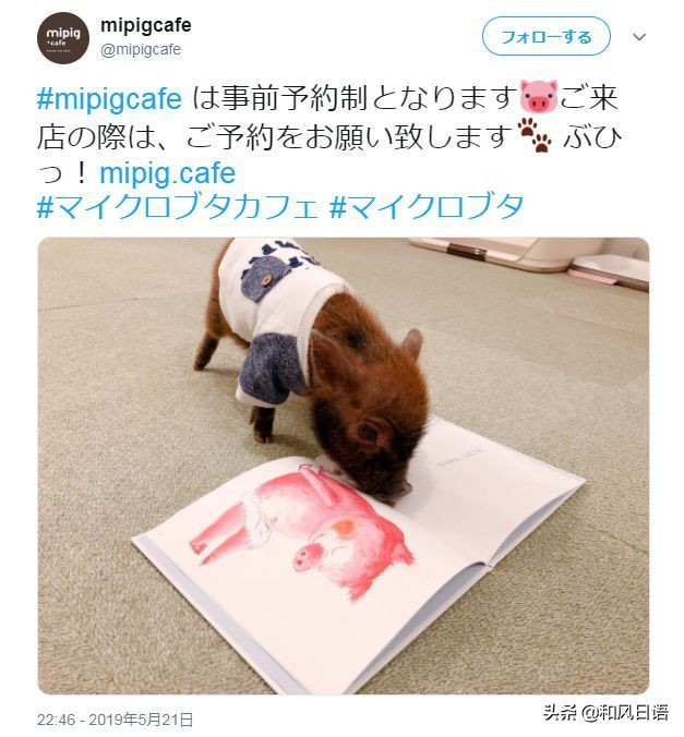 日本迷你猪咖啡厅,日本街头超有人气的猫头鹰咖啡厅