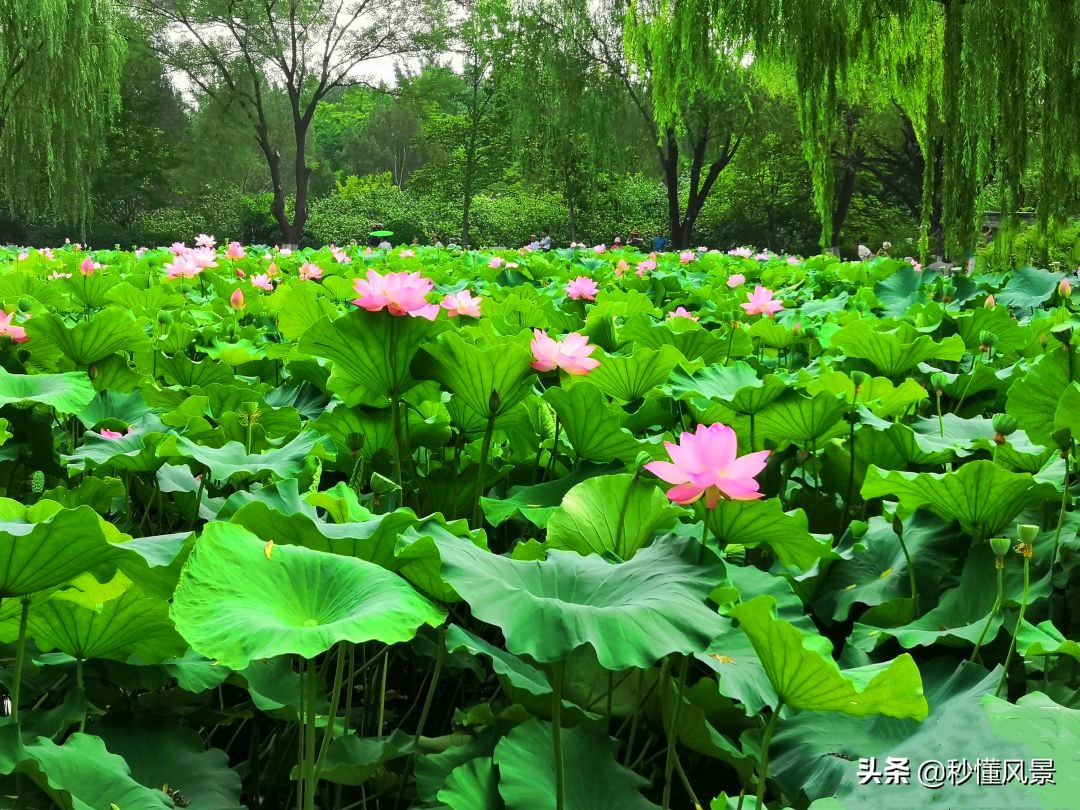 济南秋季周边遛娃景点推荐,济南周末看花遛娃