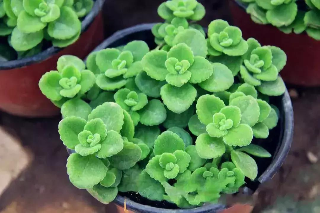 种什么蔬菜可吸甲醛,坪地吸甲醛的植物