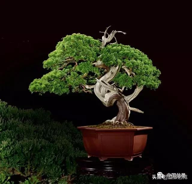 玩盆景必备栽种知识,观赏盆景的意境