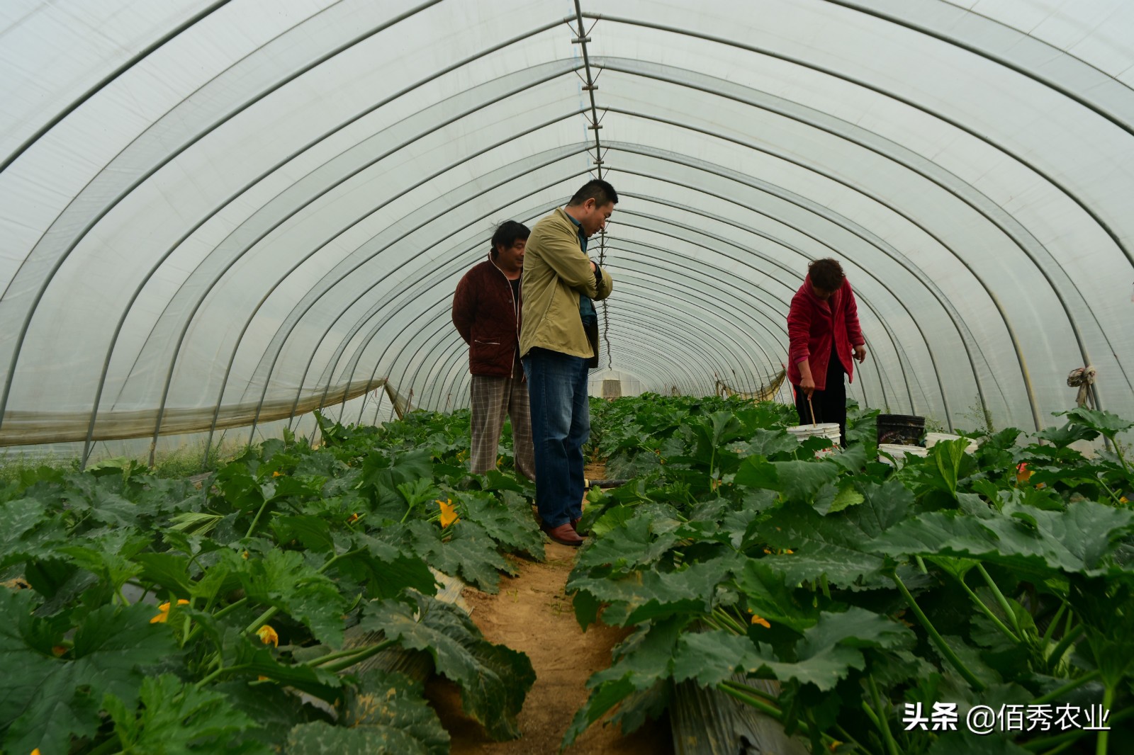 农村经济作物种植的前景,蔬菜种植前景及风险