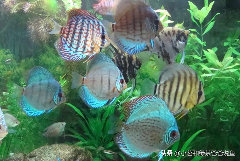 观赏鱼的种类及名字大全集,观赏鱼的种类及名称大全图解