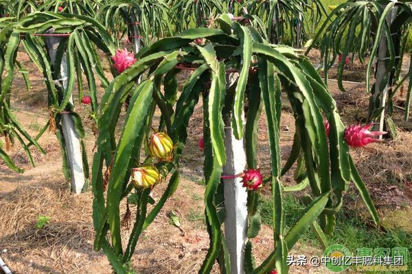 火龙果病虫害防治技术,火龙果病虫害发生症状及防治方法