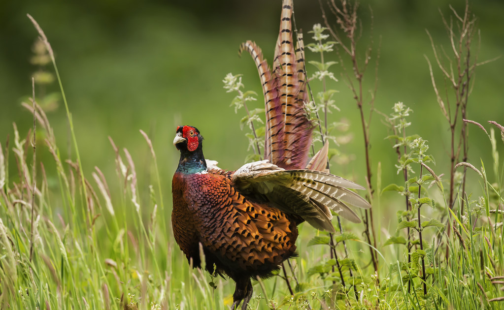 野鸡破坏农作物犯法吗,怎样可以高效的防止野鸡破坏庄稼