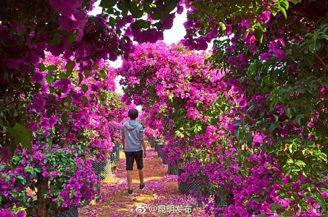 被大理丽江掩盖风头又怎样？它才是云南No.1！5月它太美了