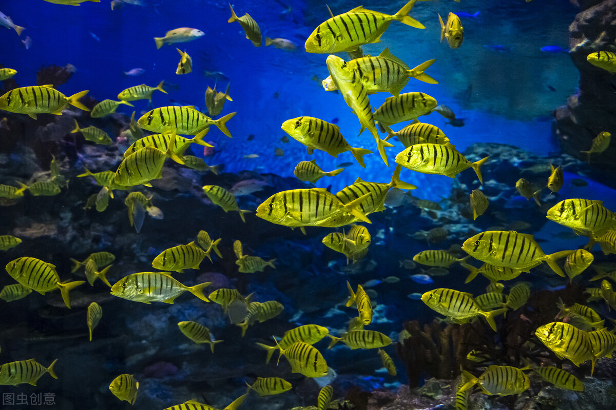 尼摩船长与阿龙纳斯,阿龙纳斯出版过啥书