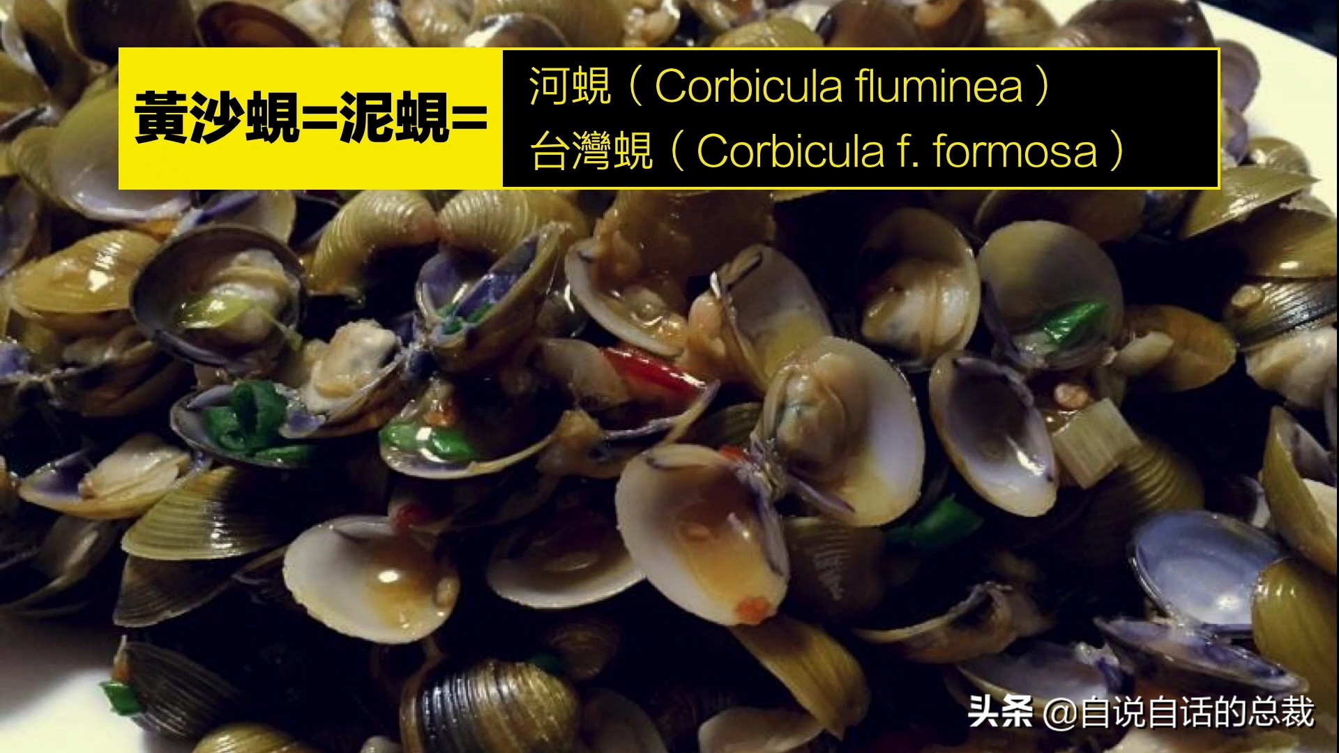 蚶蛤蛏蚬区别,蛤蜊蚶子蛏子区别