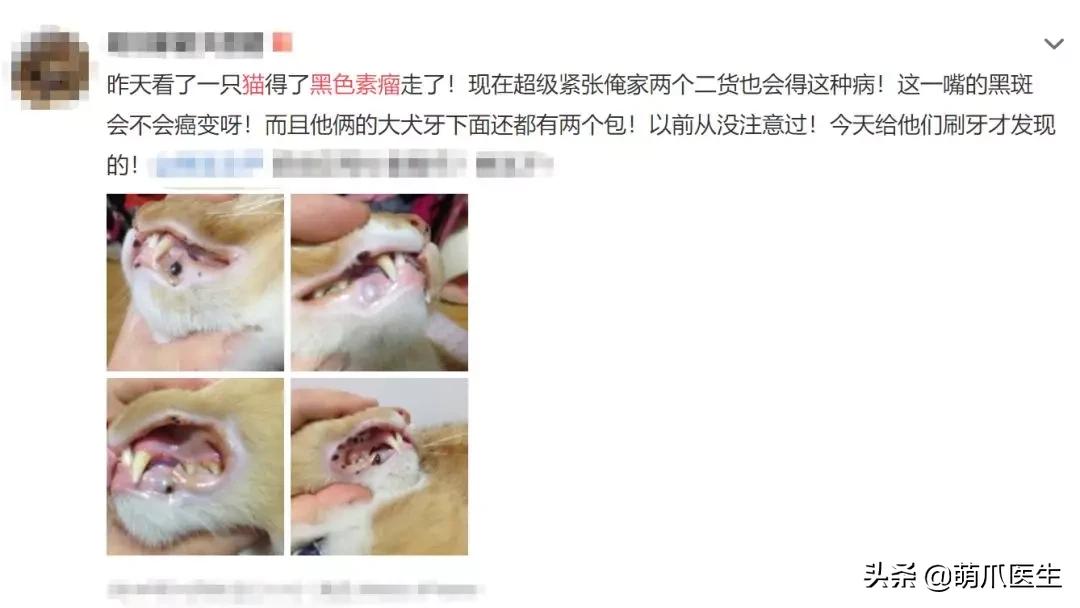 猫咪舔鼻子代表着什么,猫咪舔鼻子是什么原因