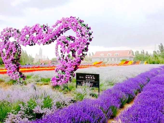 伊犁最美薰衣草在哪里啊,伊犁薰衣草花海全面绽放