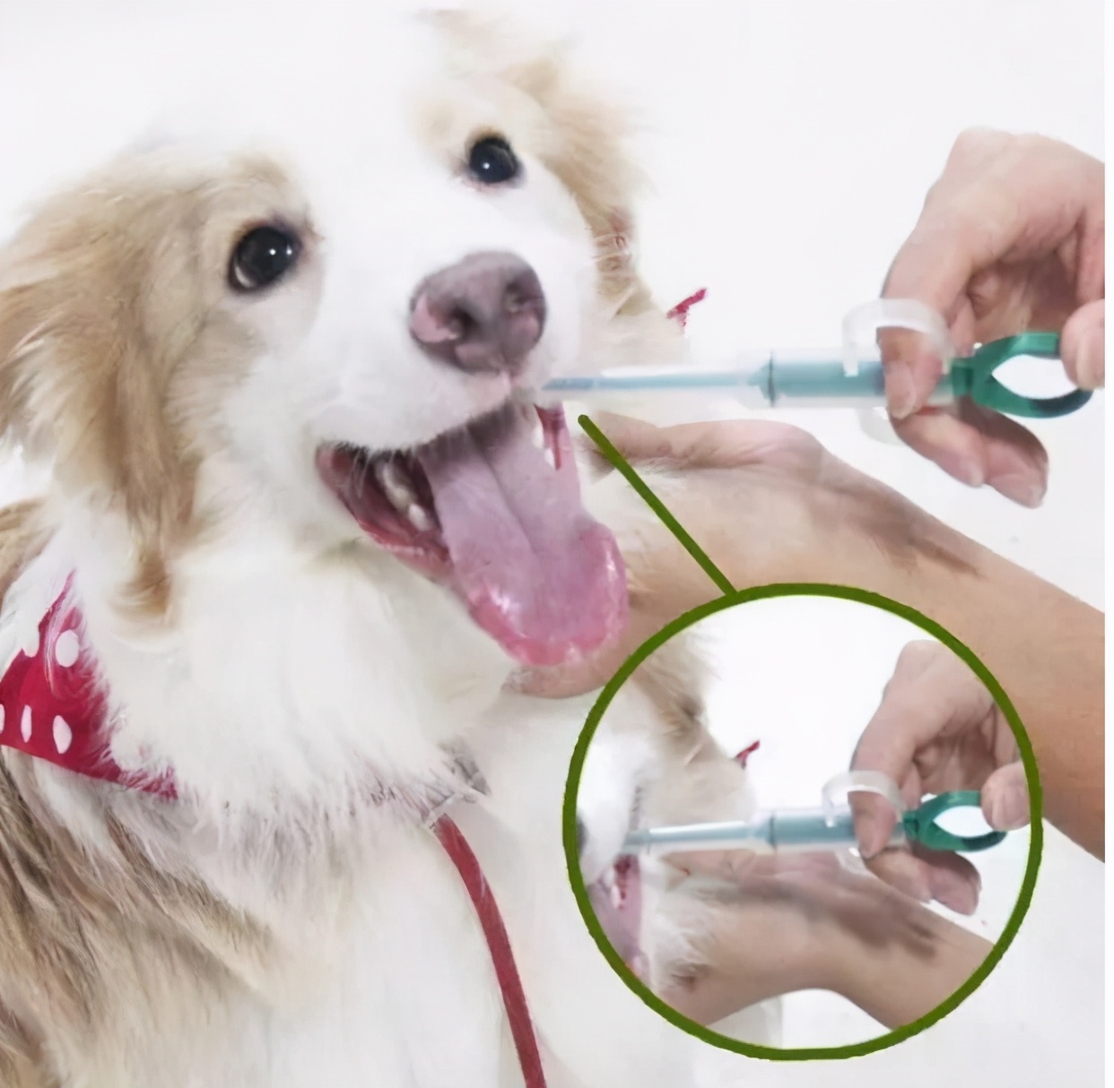 狗狗感冒了怎么办小视频,狗狗感冒什么症状