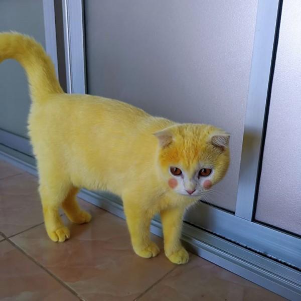 白猫染色皮卡丘,白猫染色成皮卡丘