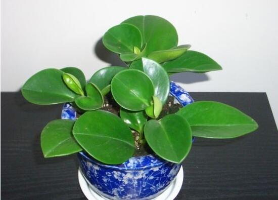 紫边碧玉和碧玉哪个好养,碧玉的养殖方法和注意事项