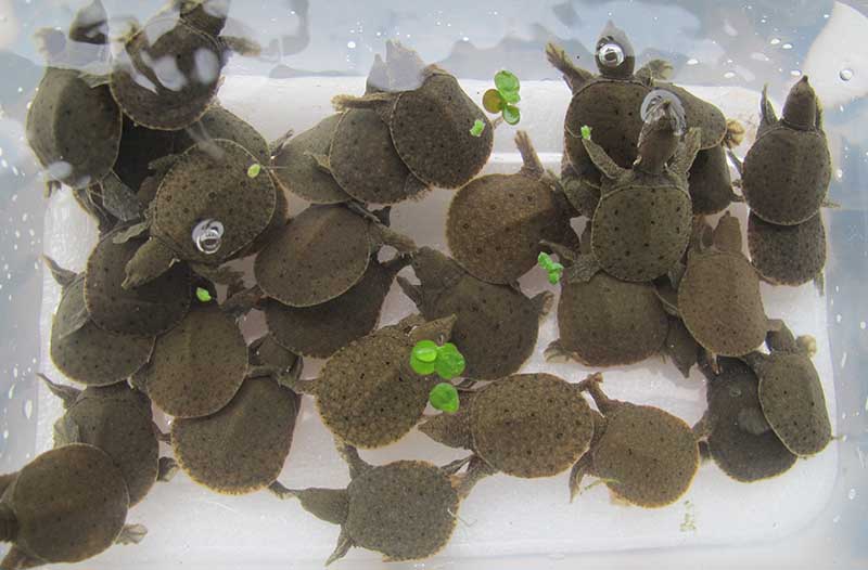 陈静涛甲鱼养殖联系方式,陈静涛甲鱼