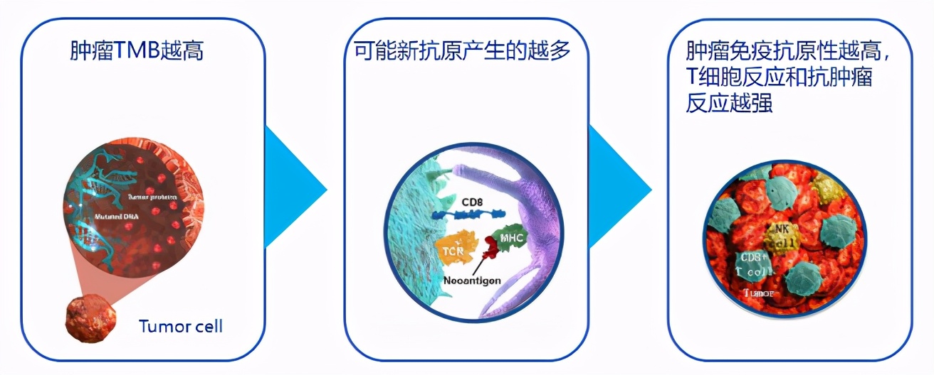 基因检测什么指标可以用免疫疗法,基因检测帮助治疗疾病