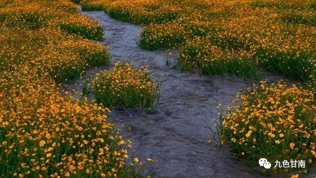 六月下旬甘南大草原花海,七月的甘南草原花海风光