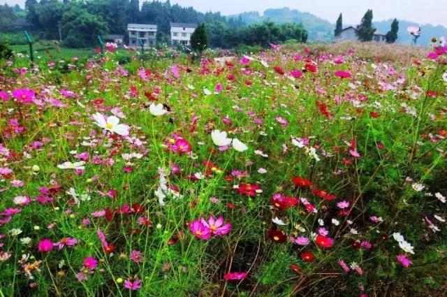 四川便宜又宜居的小城市,四川宜居的三四线小城
