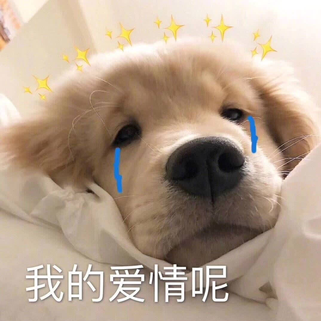 狗子来大姨妈怎么办,狗子姨妈期间如何护理