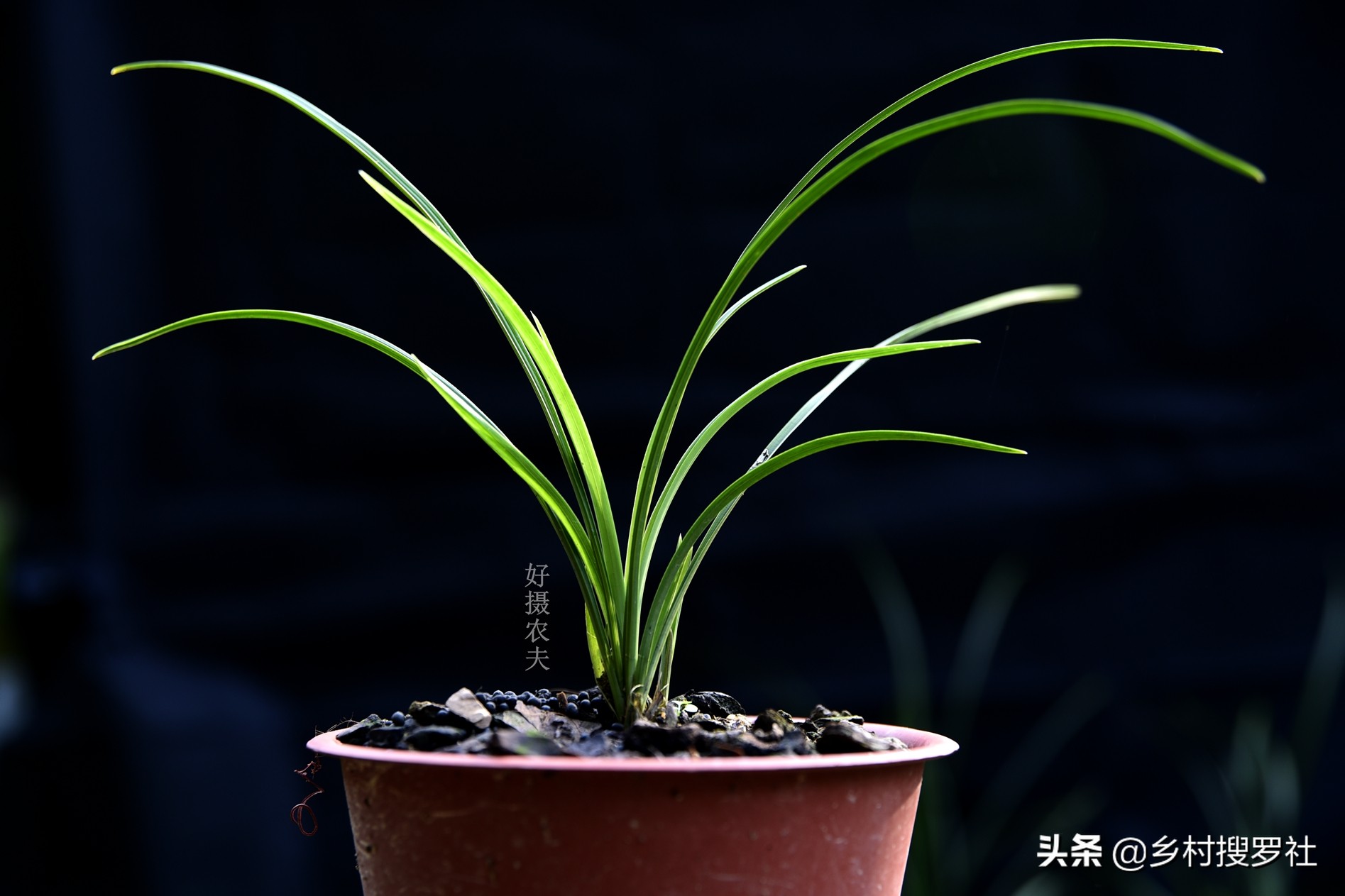 兰花的移栽方法和注意事项,如何将移栽的兰花尽快服盆