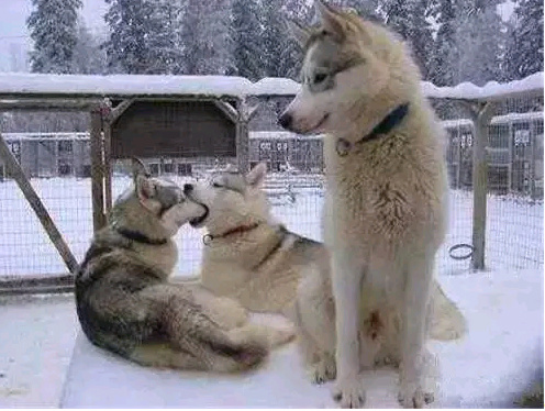 有关催婚的故事,催婚那些事完整版