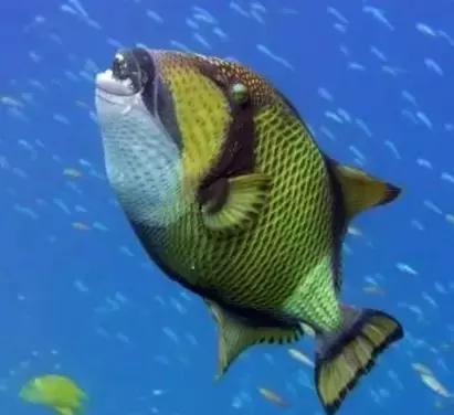 鲨鱼真的是那么恐怖吗,鲨鱼真的有那么凶残吗