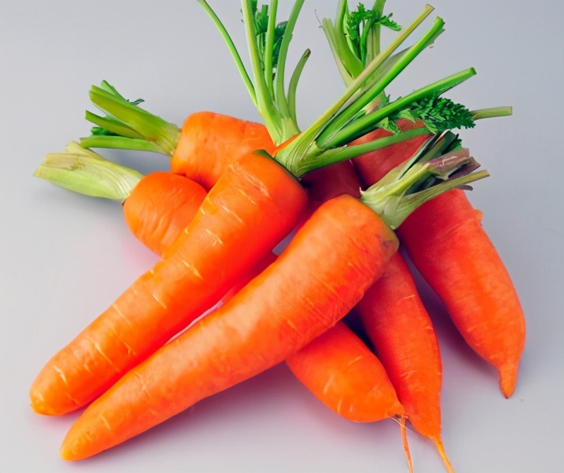 泰迪狗狗能天天吃胡萝卜吗,泰迪幼犬可以每天吃胡萝卜吗