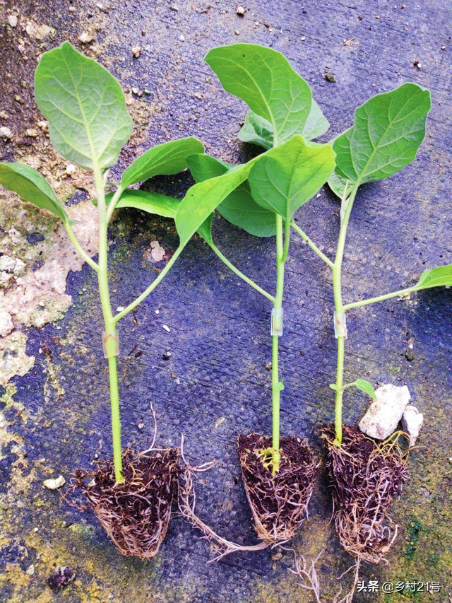 茄子开花不结果要施什么肥,茄子坐果少怎么解决