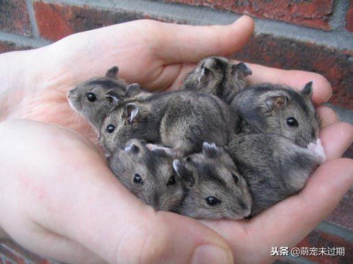 仓鼠宝宝刚生下来怎么照顾,母仓鼠怀孕了该怎么照顾