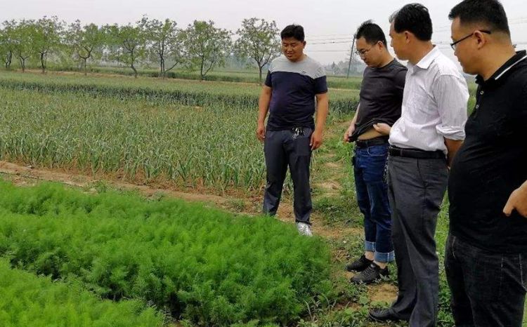 地膜茴香高产种植技术,球茎茴香的高产栽培技术