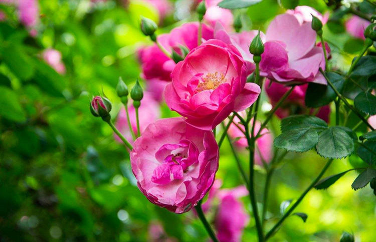蔷薇花颜色多,爱攀爬,想养在院子里,需要做什么?