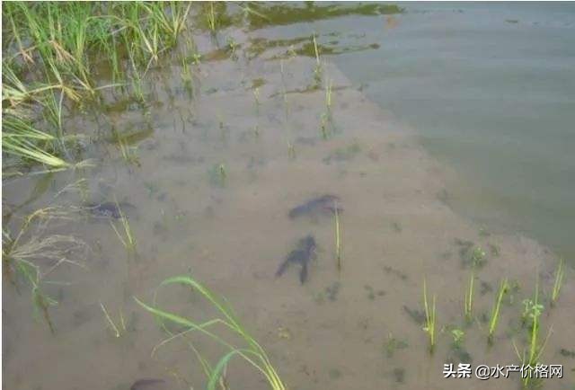 对虾可以和龙虾一起养,虾农养殖户普遍存在的养殖问题