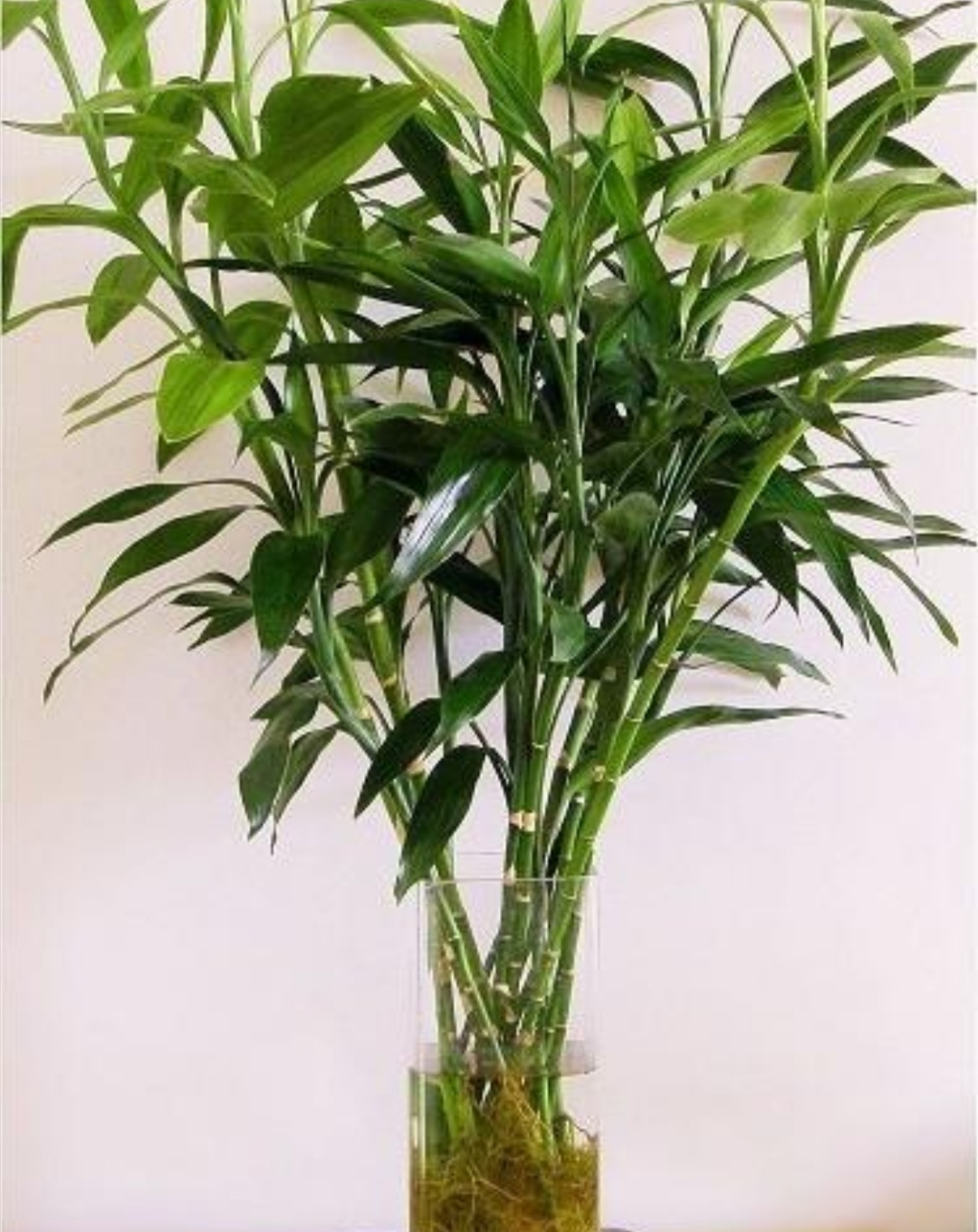 富贵竹长了好多根还能水培吗,富贵竹里长了小虫子需要换水吗