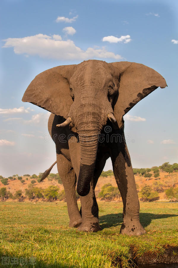 野外遭遇成年野象,如何才能逃生?记住这6点技巧,紧急时能保命