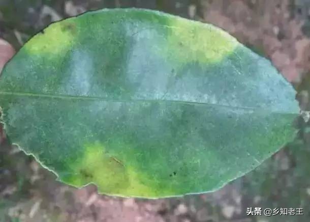 作物缺钼失绿怎么办,瓜类缺钼症的症状