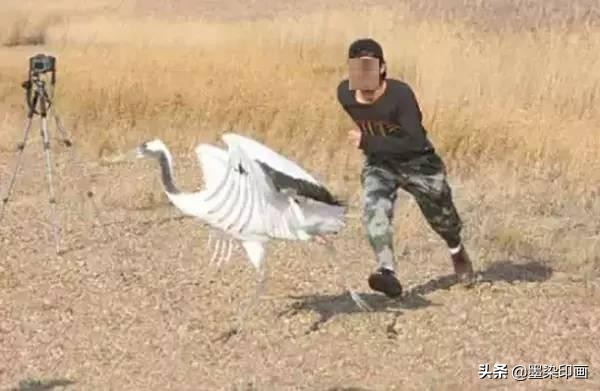 观鸟拍鸟最佳效果图,如何拍鸟这些鸟类摄影技巧要学会