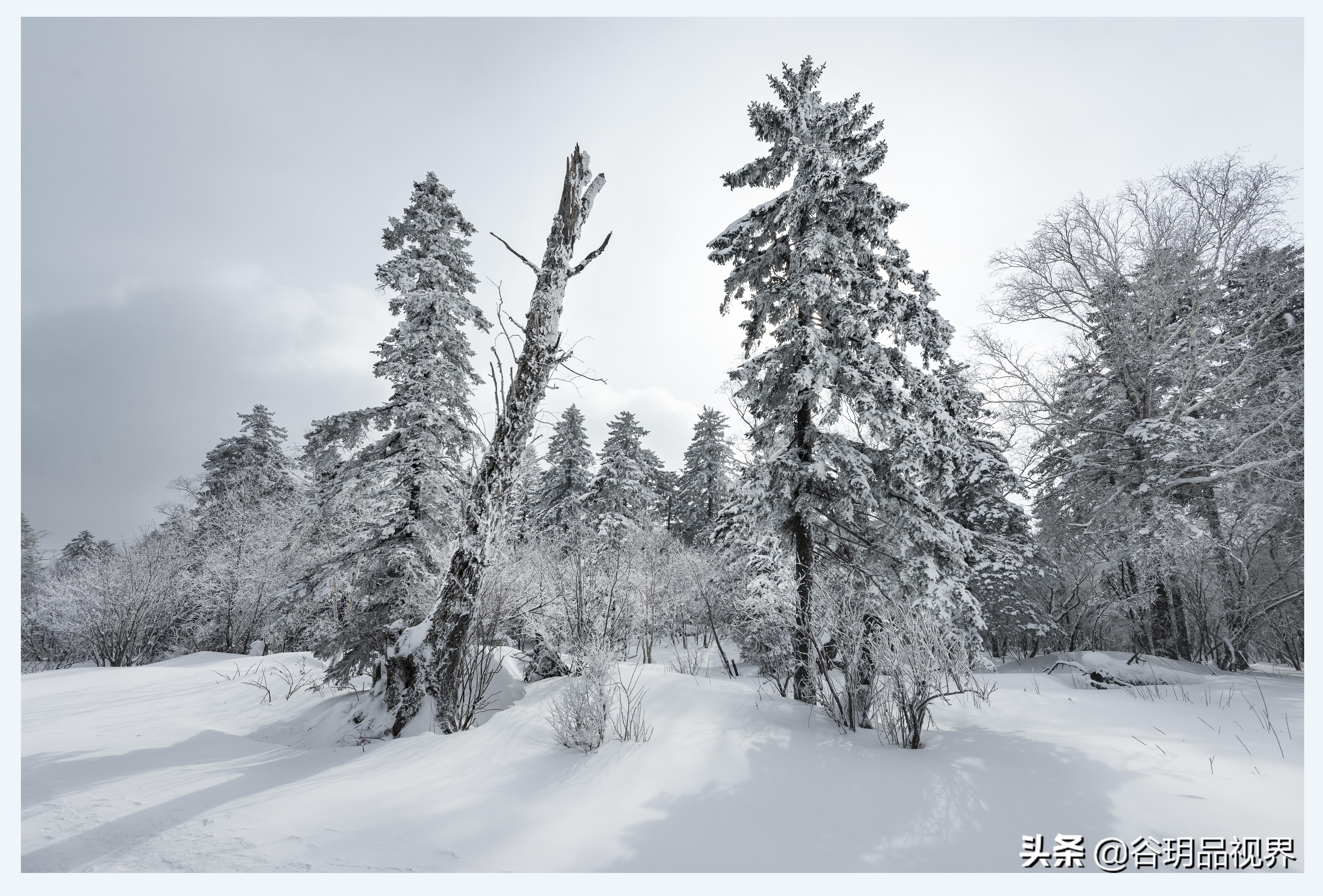 近距离拍摄雾凇视频,林海雪原拍摄照片