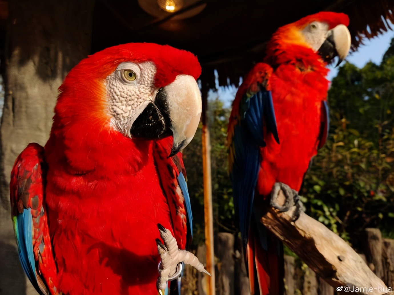 一加9r是哈苏影像吗,不吹不黑通用9at