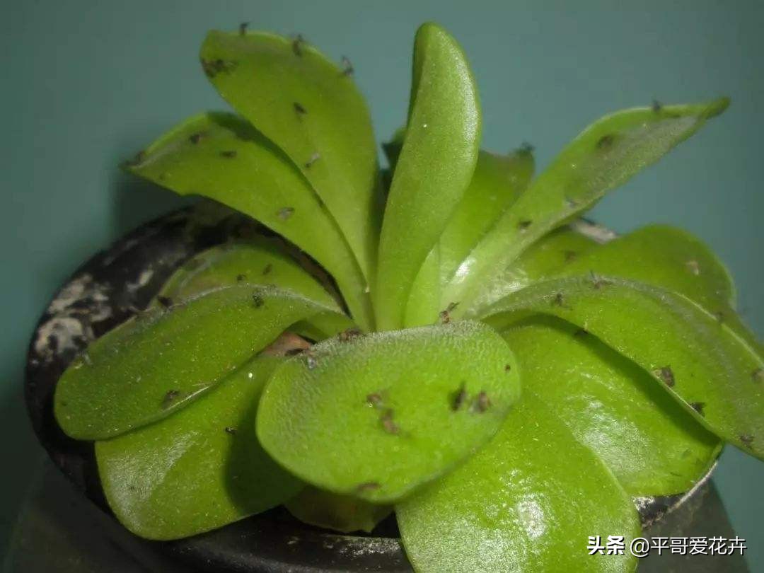 花盆有小飞虫快速消灭的药,花盆有小飞虫怎么消灭