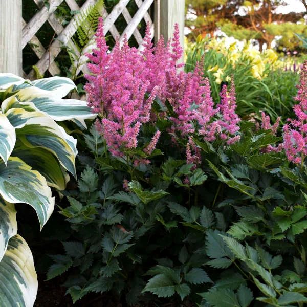 落新妇种球北方秋季适合栽种吗,耐阴耐寒地栽植物推荐