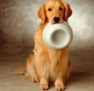 狗狗体外寄生虫用什么药好,狗狗体外虫卵怎么驱除